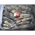 [Ommostrepes bartrami] congelados North Pacific Squid1000-2000g